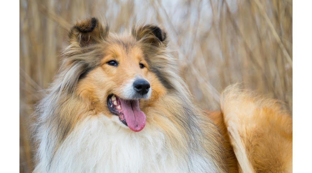 Na predaj Výstavba bytov - Michalovce, Pod hradom